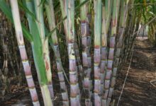 ड्रिप इरीगेशन से गन्ना उत्पादन में 25 प्रतिशत तक बढ़ोतरी, किसानों की बढ़ी आय