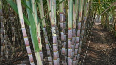 ड्रिप इरीगेशन से गन्ना उत्पादन में 25 प्रतिशत तक बढ़ोतरी, किसानों की बढ़ी आय