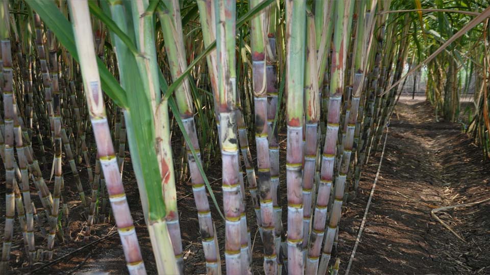 ड्रिप इरीगेशन से गन्ना उत्पादन में 25 प्रतिशत तक बढ़ोतरी, किसानों की बढ़ी आय