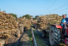 योगी सरकार गन्ना अनुसंधान को देगी रफ्तार, टिशू कल्चर से बेहतर गुणवत्ता के बीज उत्पादन पर फोकस