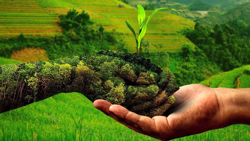 प्राकृतिक खेती से बेहतर आय अर्जित कर रहे 2.60 लाख किसान