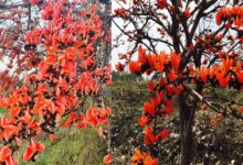 सफलता की कहानी: पलाश फूल से बढ़ती आजीविका और समृद्धि