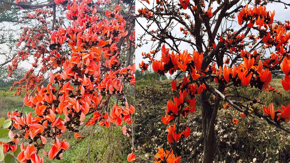 सफलता की कहानी: पलाश फूल से बढ़ती आजीविका और समृद्धि