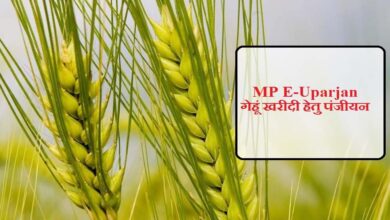 अनूपपुर जिले में गेहूँ उपार्जन 15 अप्रैल से प्रारंभ, 6 केंद्र निर्धारित