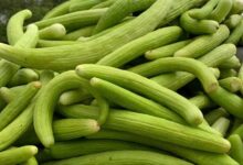 गर्मी में ककड़ी खाने के फायदे, शरीर को रखे ठंडा और हाइड्रेटेड