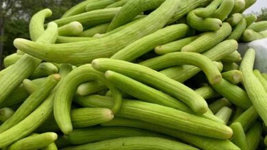 गर्मी में ककड़ी खाने के फायदे, शरीर को रखे ठंडा और हाइड्रेटेड