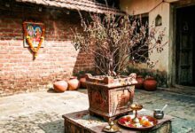 सूखी तुलसी भी बदल सकती है किस्मत, वास्तु के 3 चमत्कारी उपाय