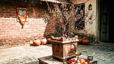सूखी तुलसी भी बदल सकती है किस्मत, वास्तु के 3 चमत्कारी उपाय