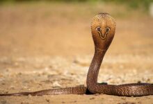 गर्मी में घर में सांप आने का कारण और वास्तु शास्त्र के अनुसार इसके संकेत