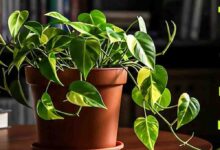 घर में लगा मनी प्लांट कहीं आपको कंगाल तो नहीं बना रहा? वास्तु की इन 5 गलतियों को आज ही सुधारें