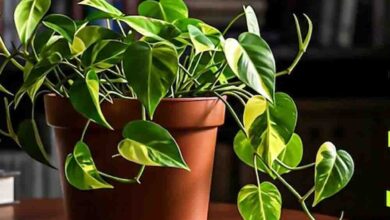 घर में लगा मनी प्लांट कहीं आपको कंगाल तो नहीं बना रहा? वास्तु की इन 5 गलतियों को आज ही सुधारें