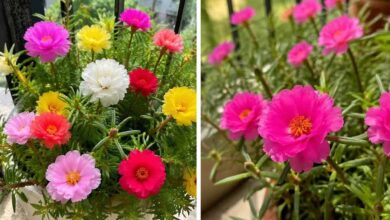 वास्तु टिप्स: मॉस रोज पौधा खोल सकता है किस्मत के बंद दरवाजे