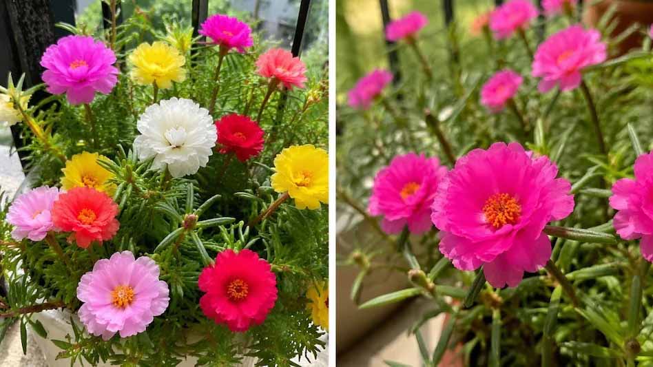 वास्तु टिप्स: मॉस रोज पौधा खोल सकता है किस्मत के बंद दरवाजे