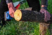 वास्तु शास्त्र: पेड़ों को काटते समय भूलकर भी न करें ये गलतियां, वरना घर में बढ़ सकता है वास्तु दोष