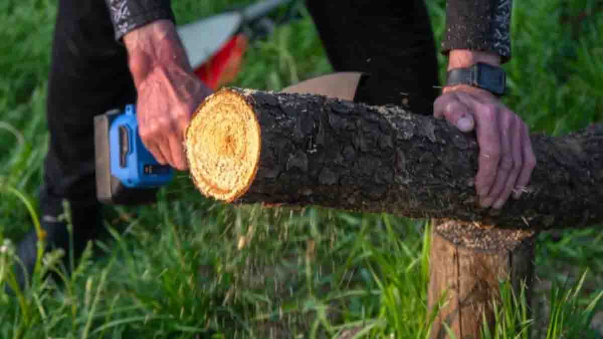 वास्तु शास्त्र: पेड़ों को काटते समय भूलकर भी न करें ये गलतियां, वरना घर में बढ़ सकता है वास्तु दोष