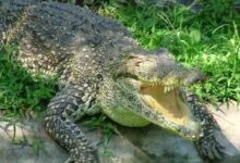 पीलीभीत,मौत के जबड़े से बेटे को खींच लाया पिता, निहत्थे होकर मगरमच्छ से भिड़ गए प्रेम शंकर