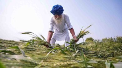 यूपी में बेमौसम बारिश और ओलों का कहर,गेहूं की 40% फसल बर्बाद, किसानों के समर्थन में मैदान में उतरे CM योगी