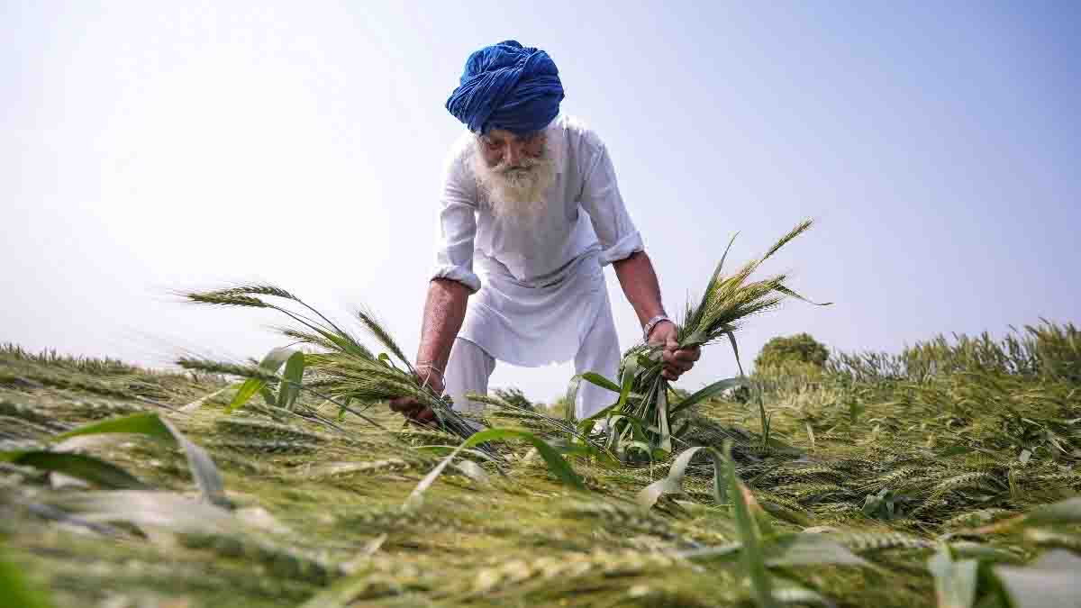 यूपी में बेमौसम बारिश और ओलों का कहर,गेहूं की 40% फसल बर्बाद, किसानों के समर्थन में मैदान में उतरे CM योगी