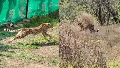 कूनो में फिट और एक्टिव हैं बोत्सवाना के चीते, 6 का क्वारंटाइन खत्म, बड़े बाड़ों में लगाई पहली छलांग