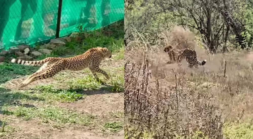 कूनो में फिट और एक्टिव हैं बोत्सवाना के चीते, 6 का क्वारंटाइन खत्म, बड़े बाड़ों में लगाई पहली छलांग