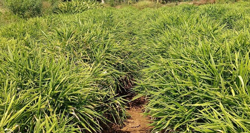 एक जिला एक उत्पाद योजना से बदली तस्वीर, अदरक की खेती से दोगुना मुनाफा कमाया