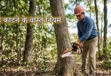 पीपल-बरगद काटना माना गया अशुभ, जानिए वास्तु में क्या कहते हैं नियम