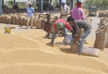 किसानों के लिए खुशखबरी, एमपी के चार संभागों में आज से गेहूं खरीदी शुरू, बोनस का भी वादा