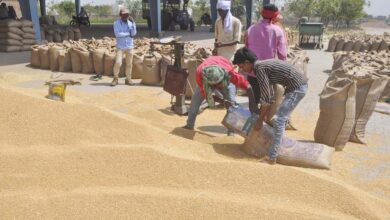 किसानों के लिए खुशखबरी, एमपी के चार संभागों में आज से गेहूं खरीदी शुरू, बोनस का भी वादा