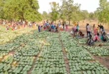 Labour Day (1 मई) से शुरू होगी तेंदूपत्ता तोड़ाई, 639 फड़ तैयार