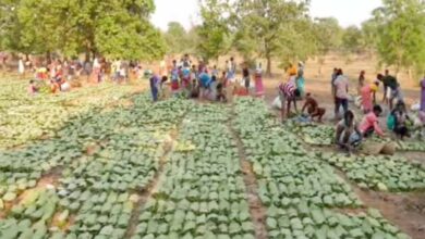 Labour Day (1 मई) से शुरू होगी तेंदूपत्ता तोड़ाई, 639 फड़ तैयार