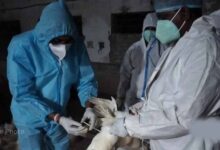 बिलासपुर में बर्ड फ्लू अलर्ट: जांच के लिए AIIMS टीम पहुंची, 10 किमी दायरे में सर्वे शुरू