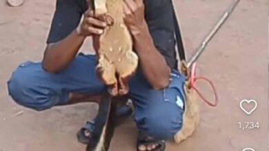 दुर्लभ गिलहरियों का शिकार पड़ा भारी: सोशल मीडिया बना शिकारी की गिरफ्तारी का कारण