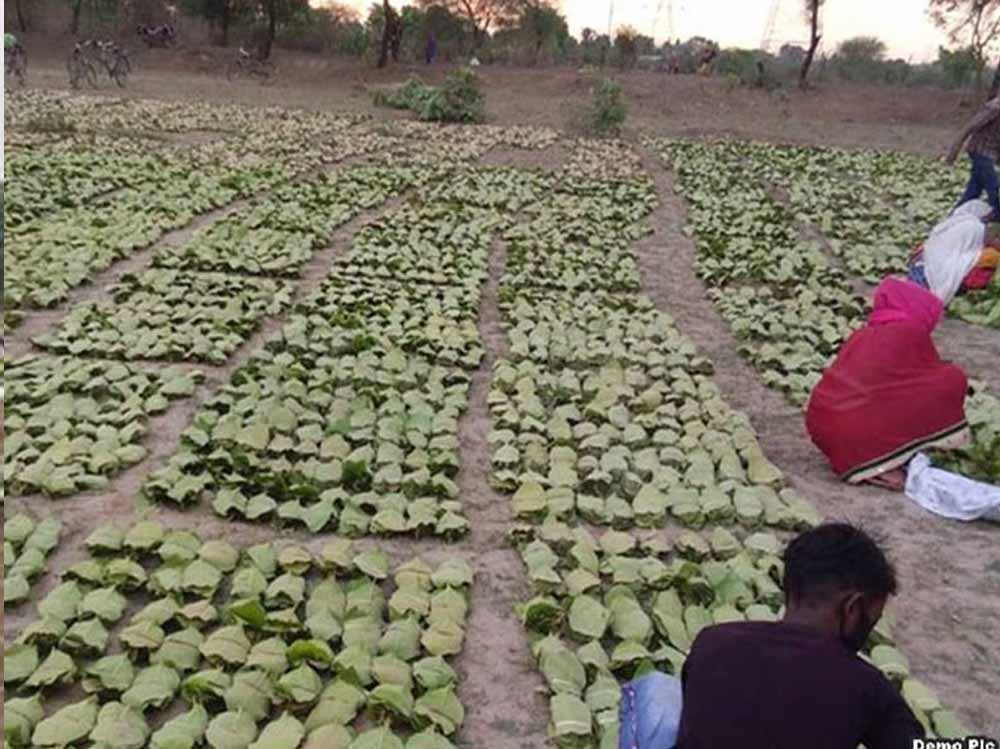 बारिश-ओलों की मार से तेंदूपत्ता खराब, मौसम की मार से संग्रहण भी प्रभावित
