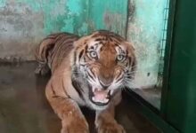 कानन में खास खुराक: बाघ-बाघिन को चिकन, 17 दिन बाद सांपों को मिले चूजे