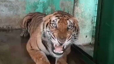 कानन में खास खुराक: बाघ-बाघिन को चिकन, 17 दिन बाद सांपों को मिले चूजे