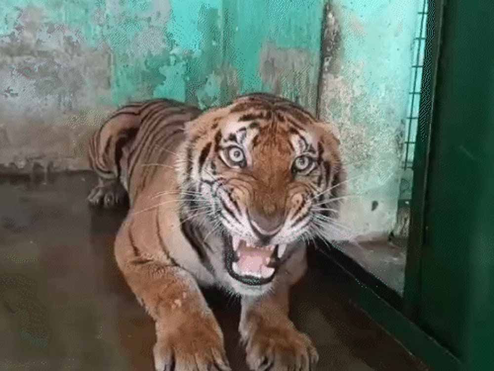 कानन में खास खुराक: बाघ-बाघिन को चिकन, 17 दिन बाद सांपों को मिले चूजे कानन में खास खुराक: बाघ-बाघिन को चिकन, 17 दिन बाद सांपों को मिले चूजे