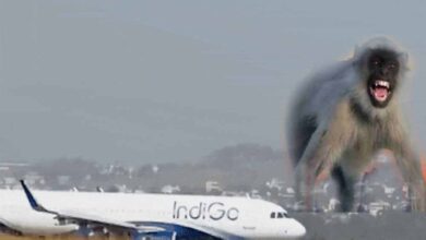 Lucknow एयरपोर्ट पर रनवे पर आया बंदर, रायपुर फ्लाइट की लैंडिंग के वक्त लगा इमरजेंसी ब्रेक