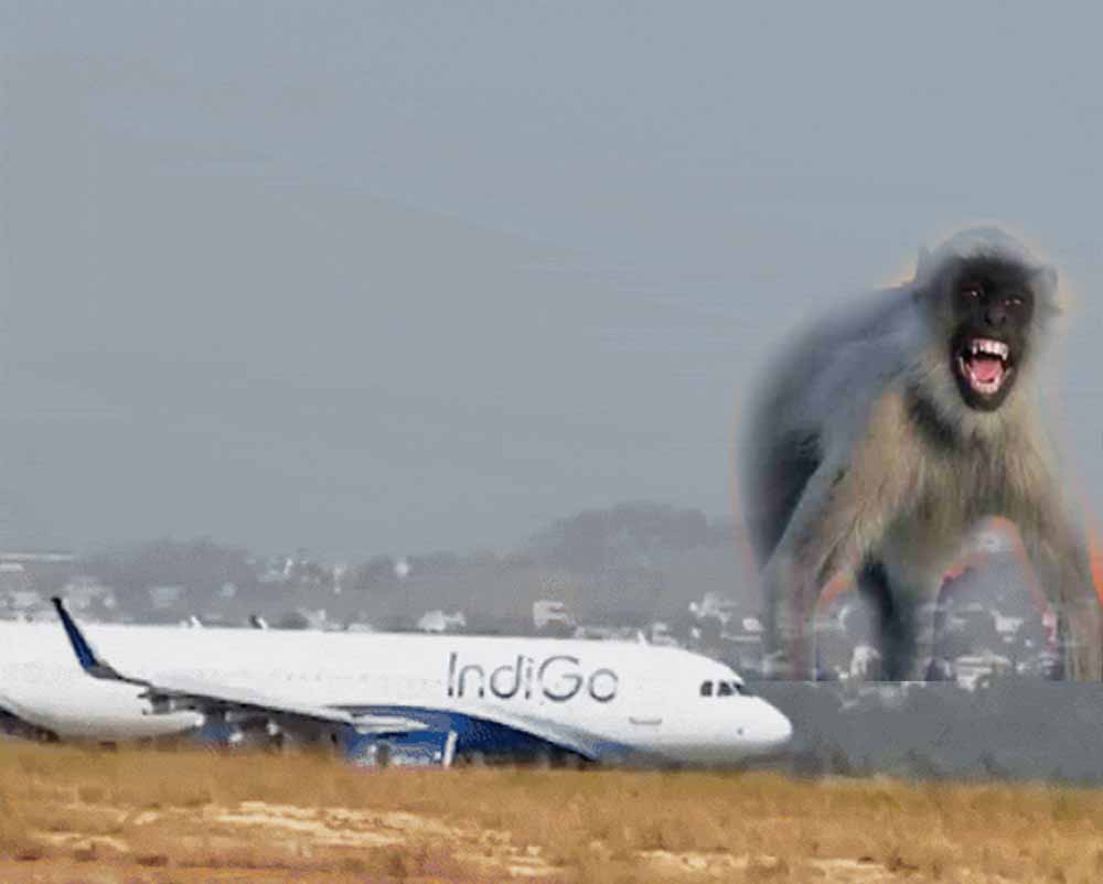 Lucknow एयरपोर्ट पर रनवे पर आया बंदर, रायपुर फ्लाइट की लैंडिंग के वक्त लगा इमरजेंसी ब्रेक