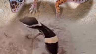 अबूझमाड़ के जंगलों में दिखा दुर्लभ लेपर्ड गेको, जवानों की नाइट पेट्रोलिंग में कैद हुआ अनोखा वीडियो