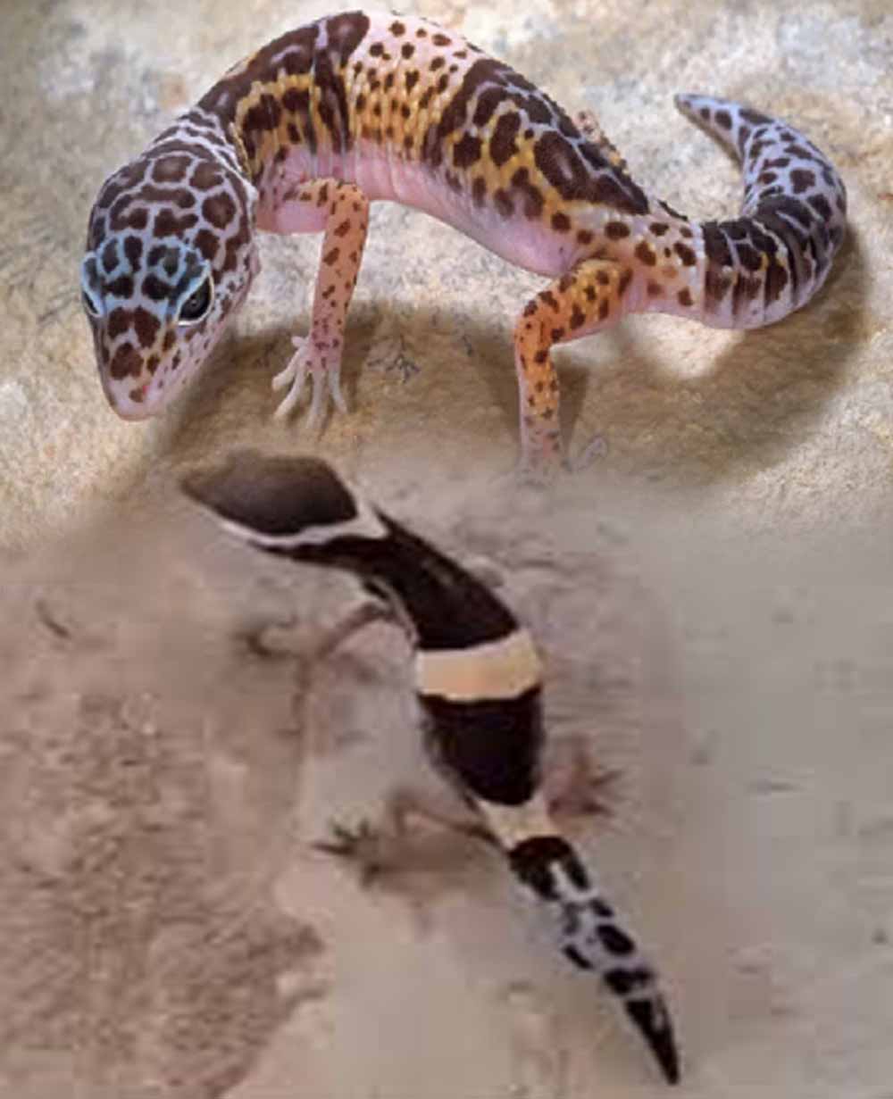 अबूझमाड़ के जंगलों में दिखा दुर्लभ लेपर्ड गेको, जवानों की नाइट पेट्रोलिंग में कैद हुआ अनोखा वीडियो