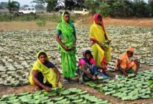 छत्तीसगढ़ में तेंदूपत्ता संग्रहण का बड़ा लक्ष्य: 16 लाख बोरा, 51 समितियां जिम्मेदार