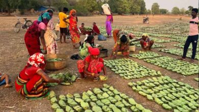 तेंदूपत्ता तुड़ाई से 31 हजार परिवारों को मिलेगा रोजगार, सरकार ने पूरी की सभी तैयारियां