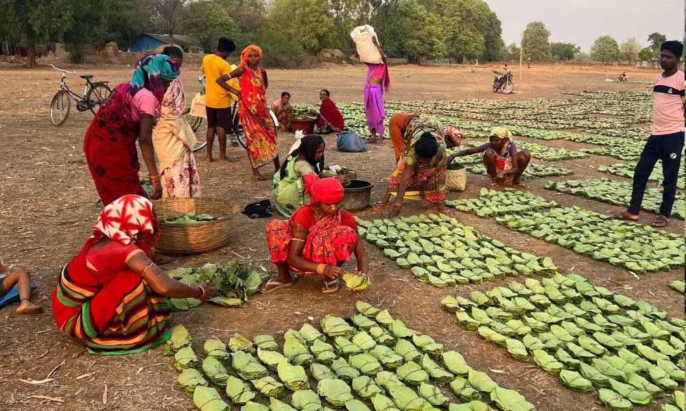 तेंदूपत्ता तुड़ाई से 31 हजार परिवारों को मिलेगा रोजगार, सरकार ने पूरी की सभी तैयारियां