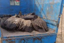 यूपी में रहस्यमयी घटना: आसमान से गिरे 28 गिद्ध, तड़प-तड़प कर मौत से दहशत