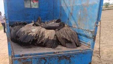 यूपी में रहस्यमयी घटना: आसमान से गिरे 28 गिद्ध, तड़प-तड़प कर मौत से दहशत यूपी में रहस्यमयी घटना: आसमान से गिरे 28 गिद्ध, तड़प-तड़प कर मौत से दहशत