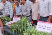 हरी खाद से बदल रही खेती की तस्वीर: कम लागत, बेहतर मुनाफा और स्वस्थ मिट्टी’