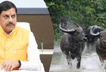 कान्हा में लौटेगी जंगली भैंसे : काजीरंगा से शुरू हो रहा ऐतिहासिक ट्रांसलोकेशन