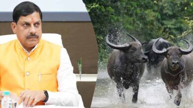 कान्हा में लौटेगी जंगली भैंसे : काजीरंगा से शुरू हो रहा ऐतिहासिक ट्रांसलोकेशन