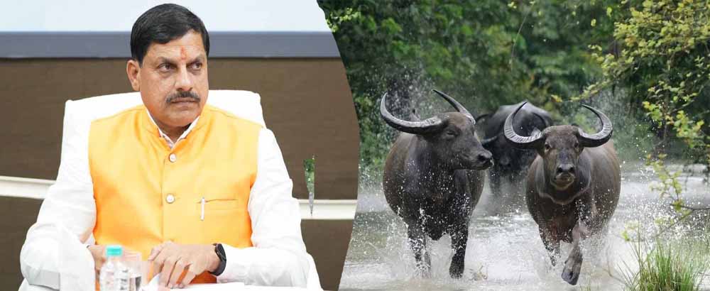 कान्हा में लौटेगी जंगली भैंसे : काजीरंगा से शुरू हो रहा ऐतिहासिक ट्रांसलोकेशन