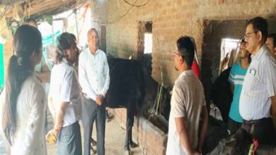 पशुओं में नस्ल सुधार का कार्य बेहतर ढंग से करें : प्रमुख सचिव उमराव पशुओं में नस्ल सुधार का कार्य बेहतर ढंग से करें : प्रमुख सचिव उमराव